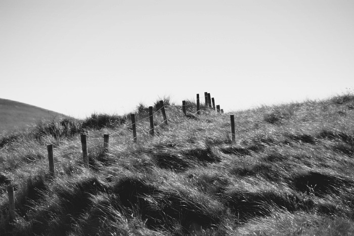 Windswept grass and fence