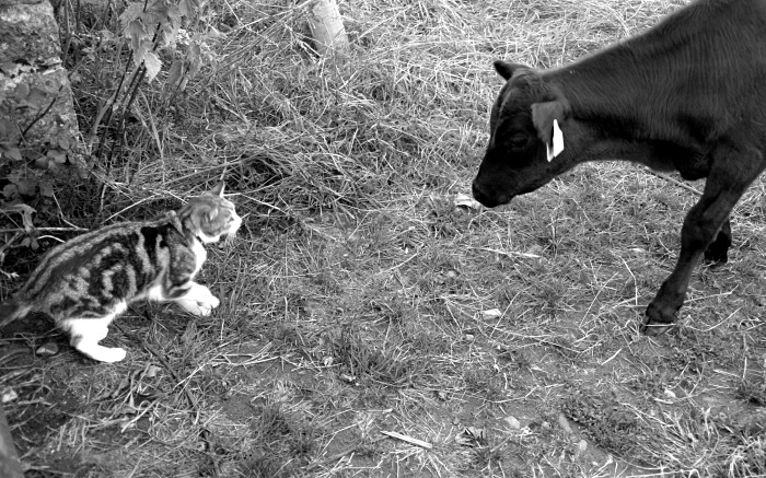 The Puppy and the calf