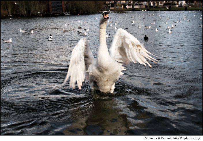 The Swan's Wings