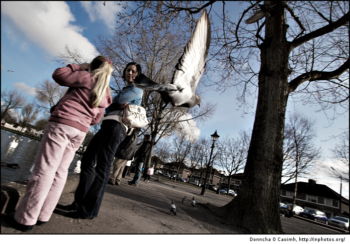 The pigeon flies away!