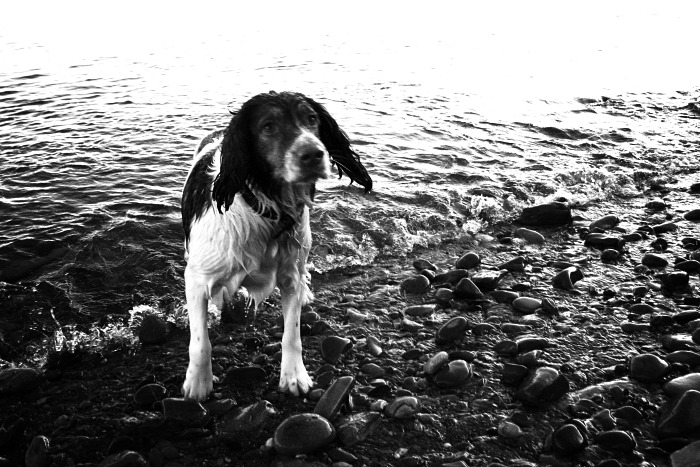 The soaking wet happy springer spaniel