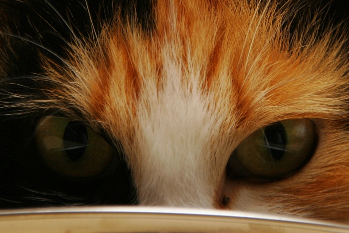 Feline eyes stare at me