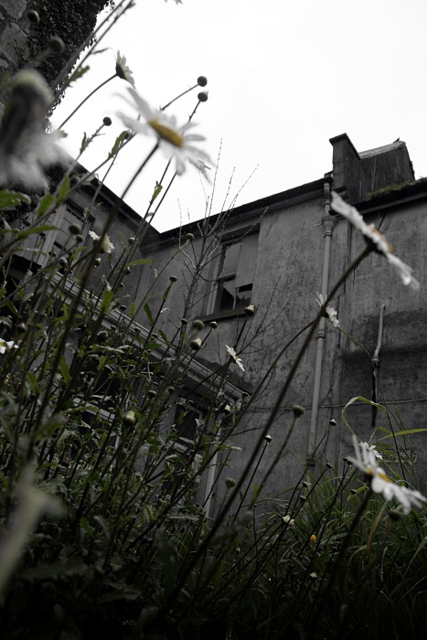 Daisies in the ruins