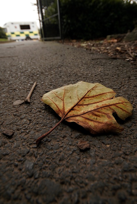 Autumn Leaf
