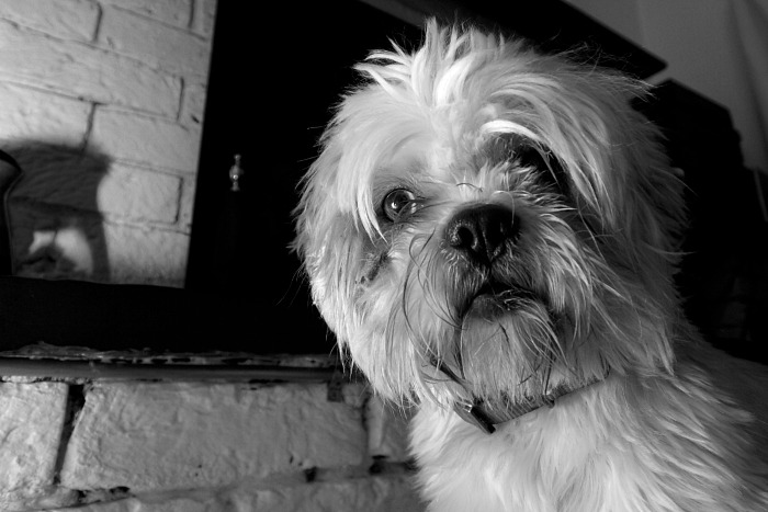 Eye of the Shih Tzu