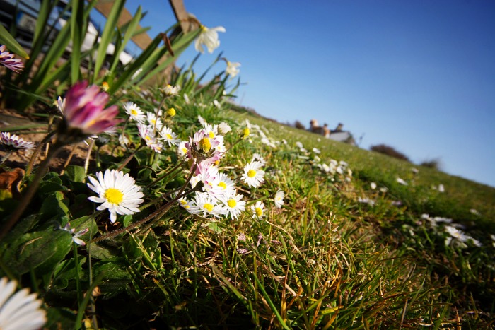Daisies in the grass