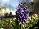 City flowers