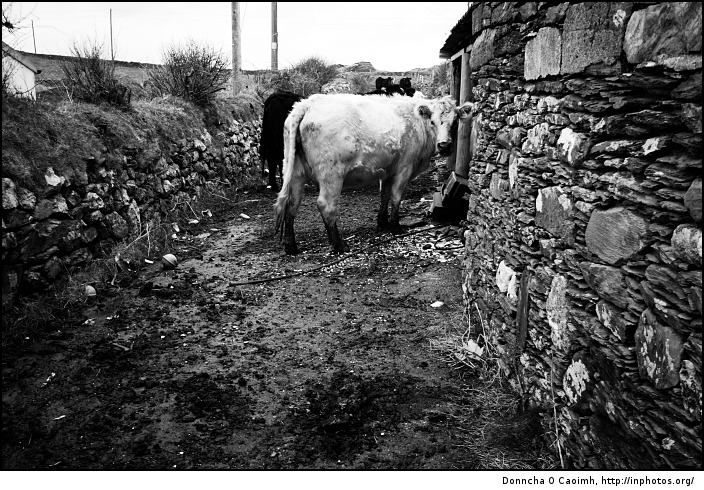 no moo room