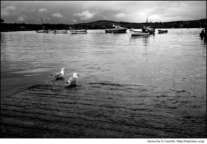 birds of schull