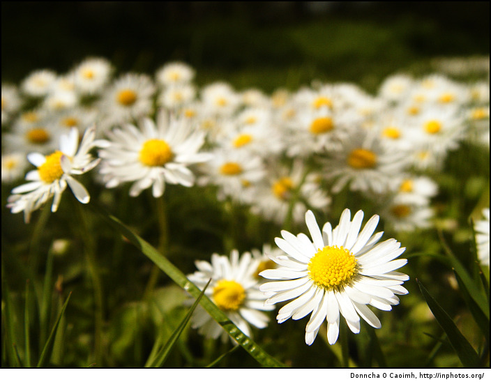 Daisies in the grass
