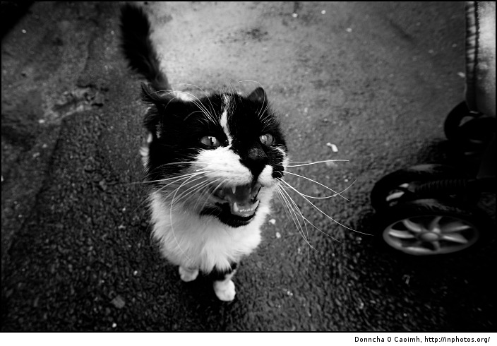 Hungry Cat