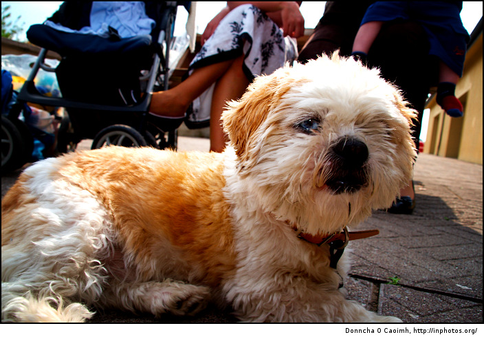 Shih Tzu in the sun
