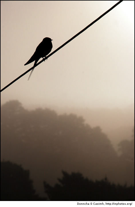 Misty Morning Bird