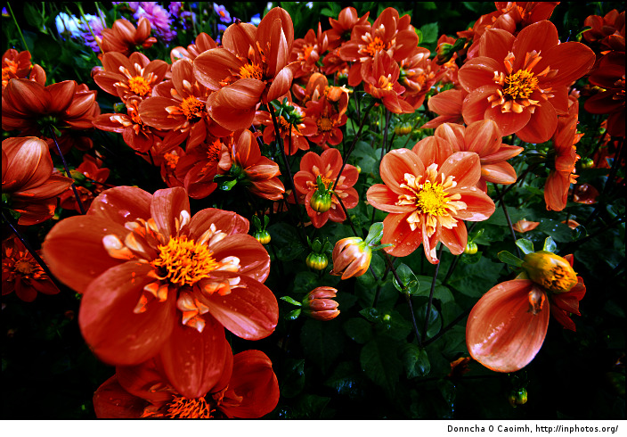 Crimson Red Flowers