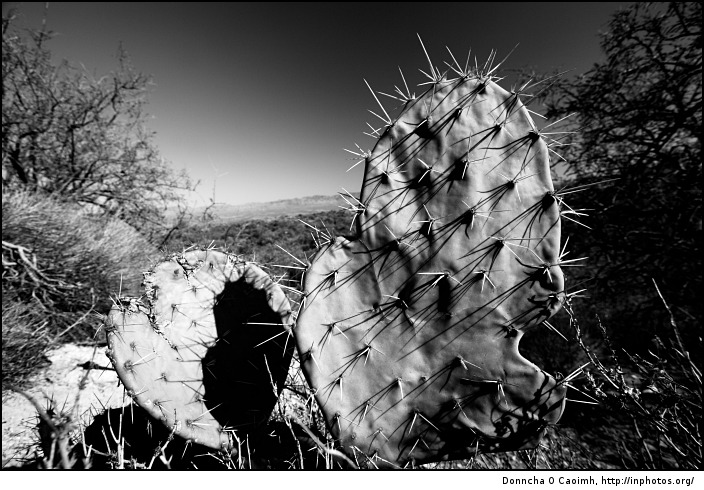 spikey cactus