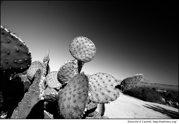 spotty cactus