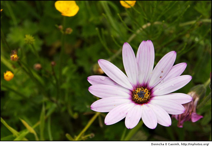 Water drops on Flower