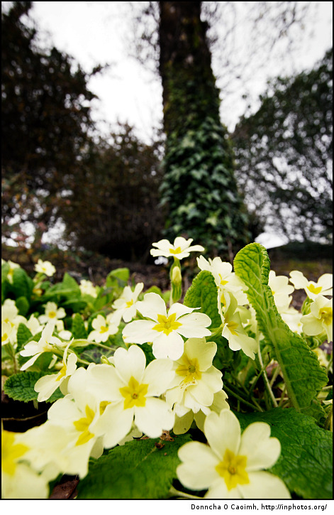 Pretty Yellow Flowers