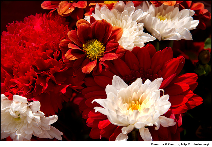 Red and White Flowers