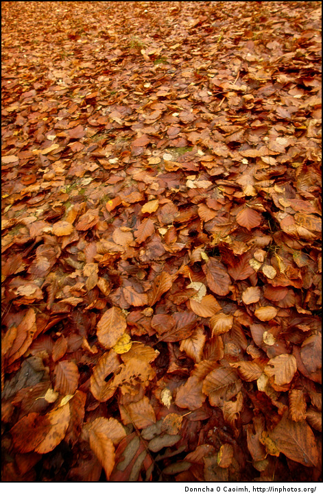 Autumn Leaves