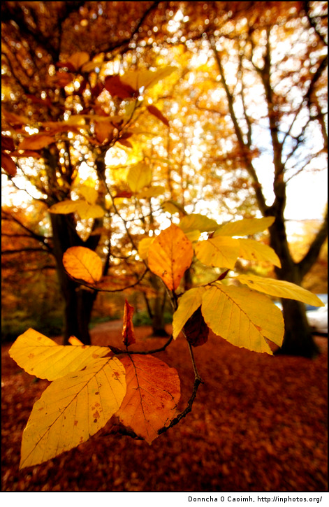 Golden Leaves