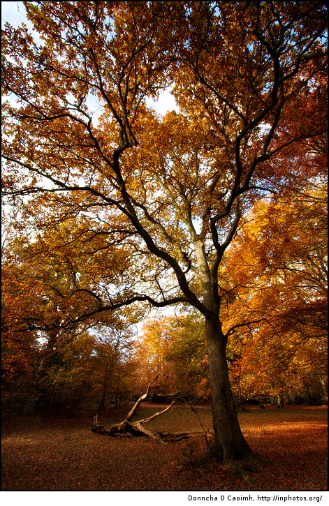 The beauty of Burnham Beeches
