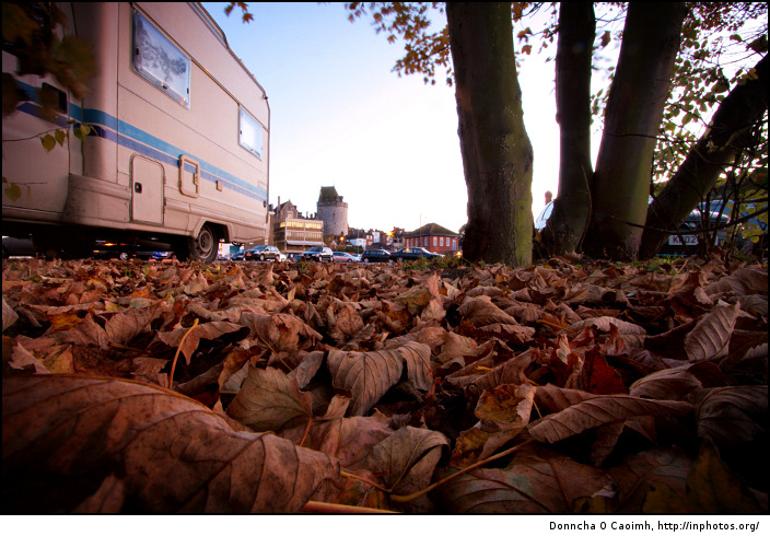 Windsor Leaves