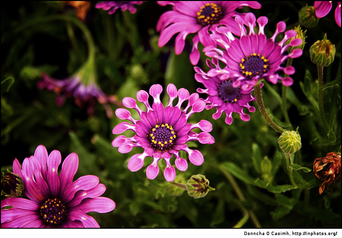 flower burst