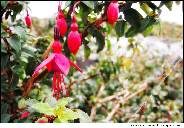 fuchsia