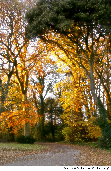 Sunset Glow at Doneraile Park
