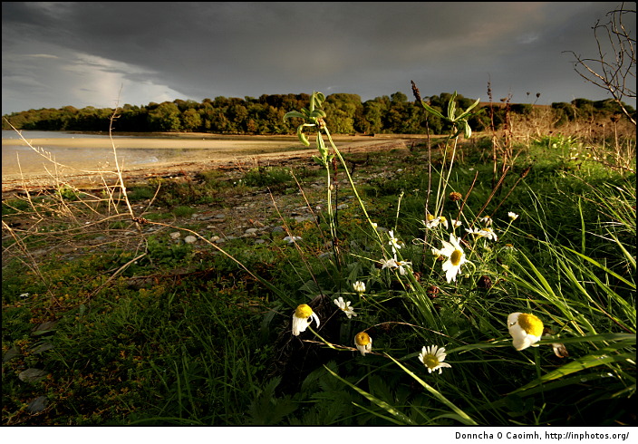 Windswept Daisies
