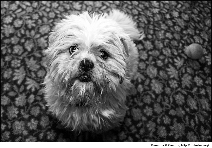 shih tzu eyes