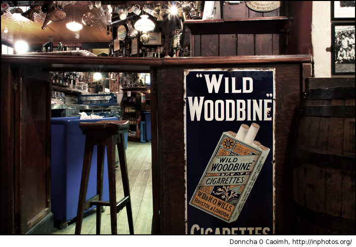 wild woodbine