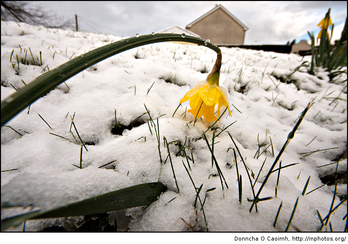 Daffodil, snow and water droplets