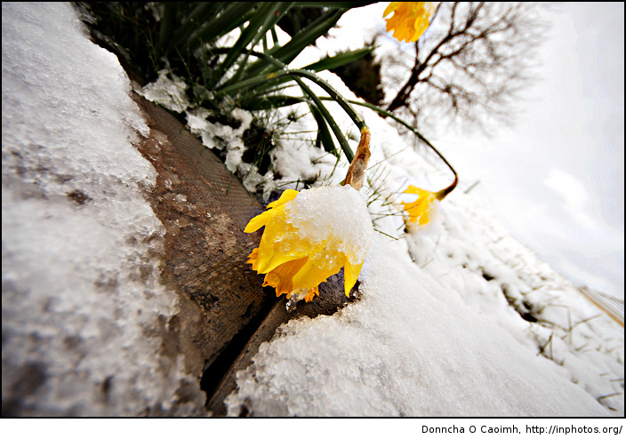 Daffodils in the Snow