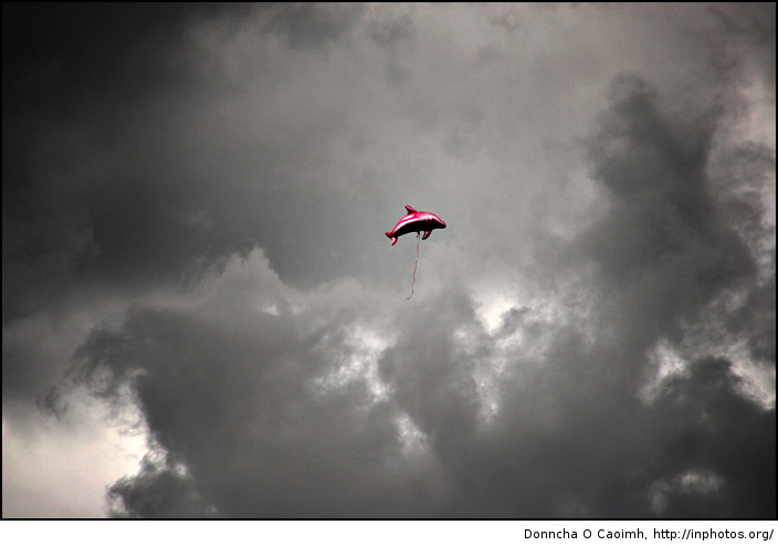 flying dolphin