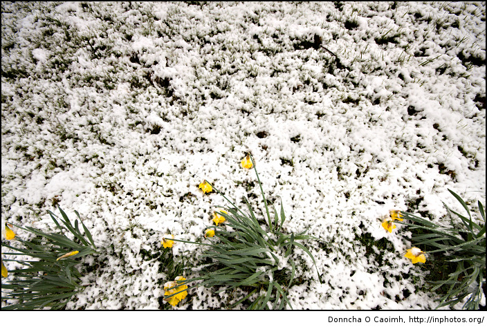 Yellow Daffodils Lost in Snow
