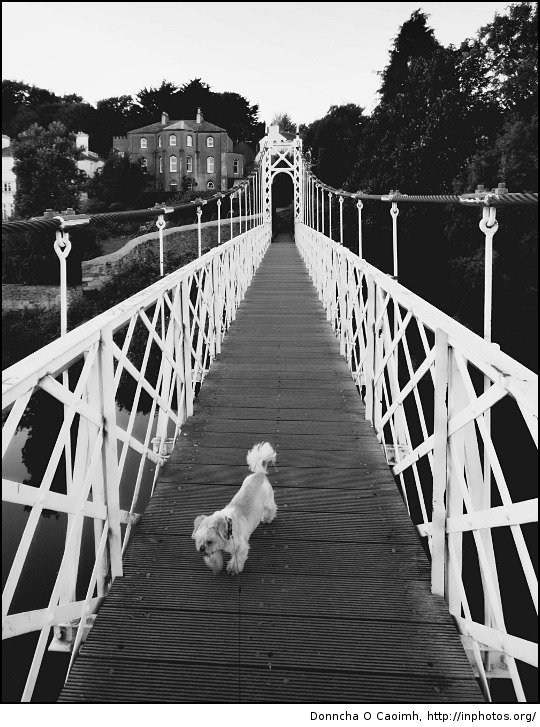Oscar on the Shaky Bridge