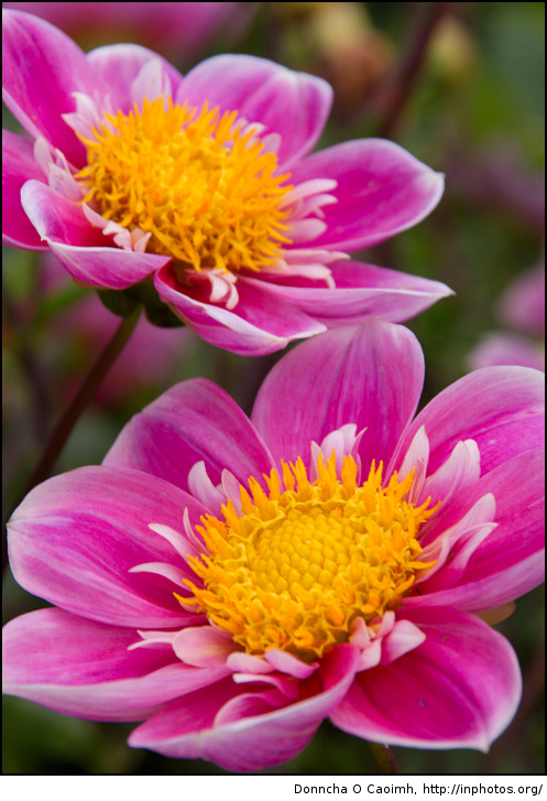Pretty in Pink