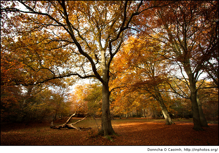 Autumn Trees