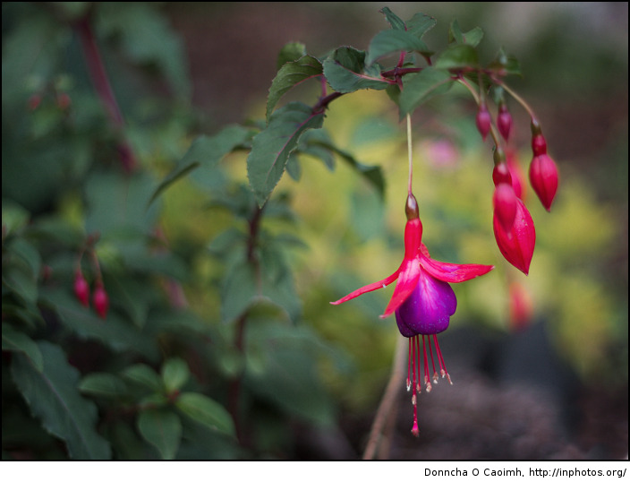 Flowers of Fuchsia