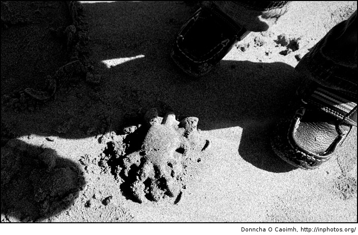 Sand Crab