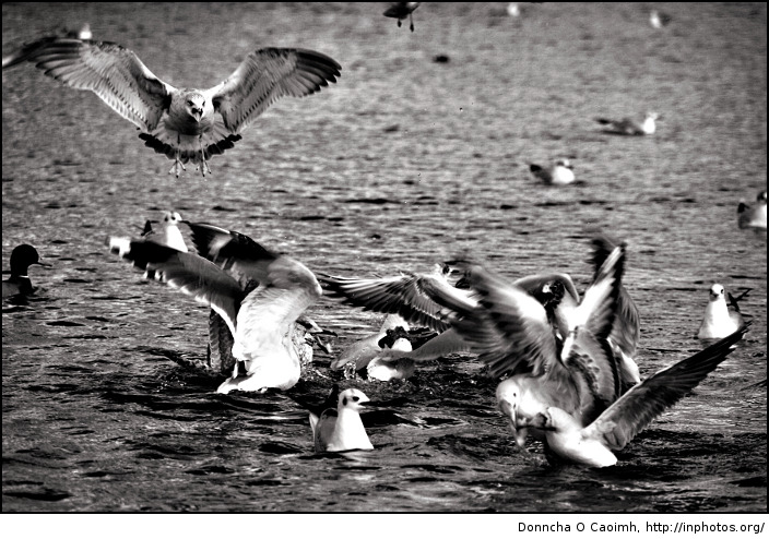 The gull fight