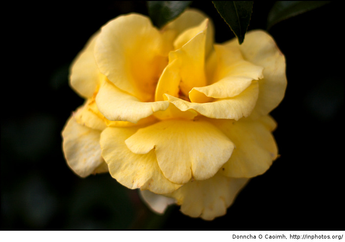 A Yellow Rose