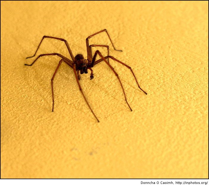 Arachnophobia