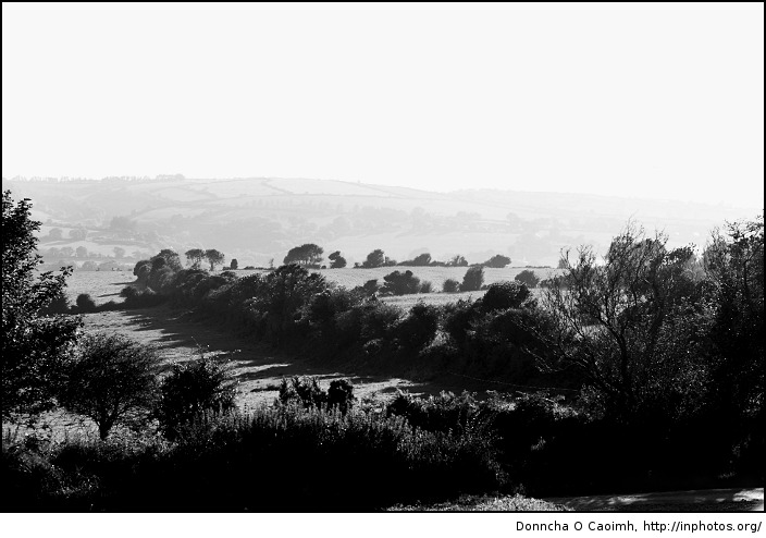 Hedges and Fields