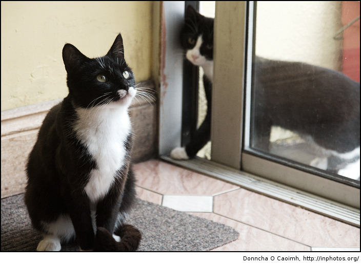 Mother Cat