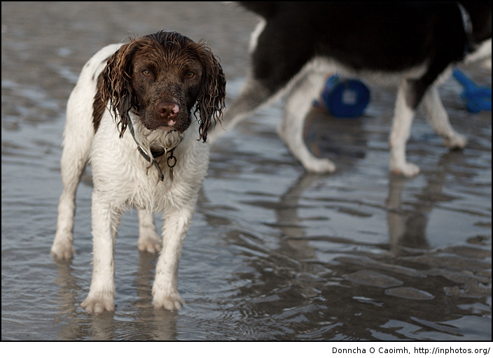 Springer at Fountainstown