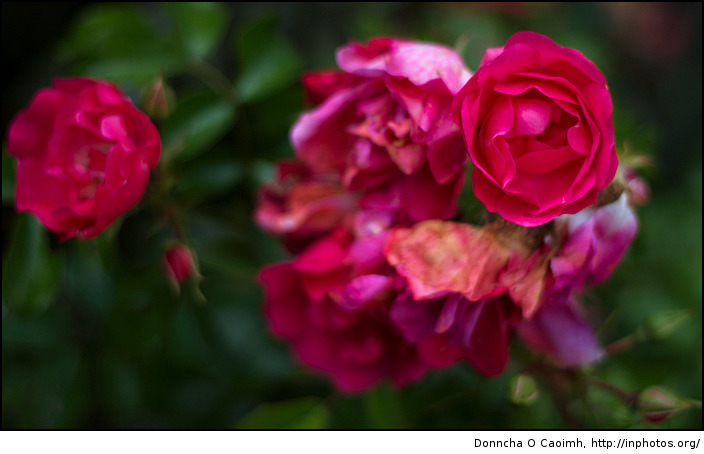 Red Red Rose