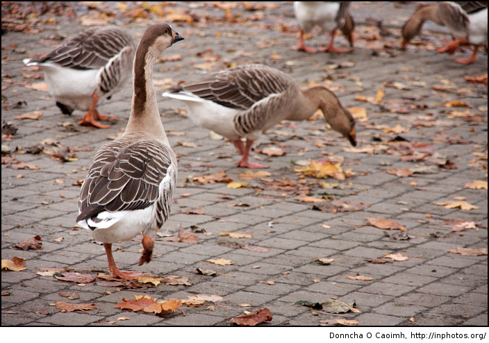 Watch out! Duck! I said, "duck"